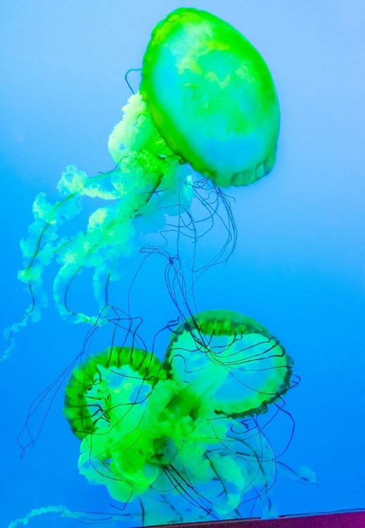 Picture of GRACEFUL JELLYFISH IN AQUARIUM