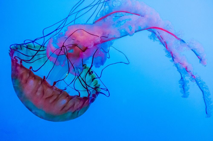 Picture of GRACEFUL JELLYFISH IN AQUARIUM