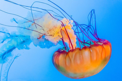 Picture of GRACEFUL JELLYFISH IN AQUARIUM