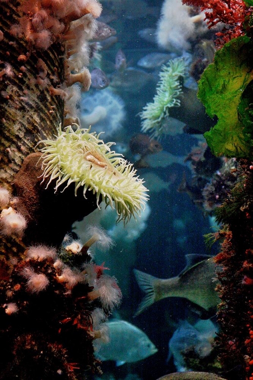 Picture of ANEMONES GROWING ON WOOD PIER PILINGS