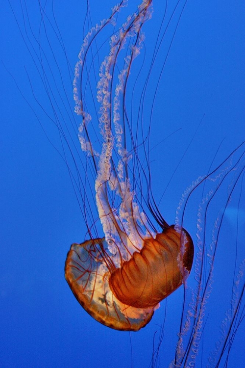 Picture of GRACEFUL JELLYFISH IN AQUARIUM