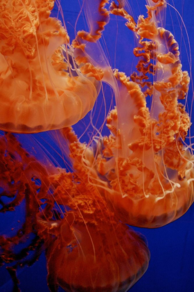 Picture of GRACEFUL JELLYFISH IN AQUARIUM