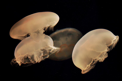 Picture of GRACEFUL JELLYFISH IN AQUARIUM