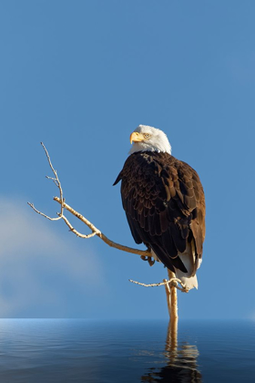 Picture of COMPOSITE OF BALD EAGLE ON BRANCH PROTRUDING FROM WATER