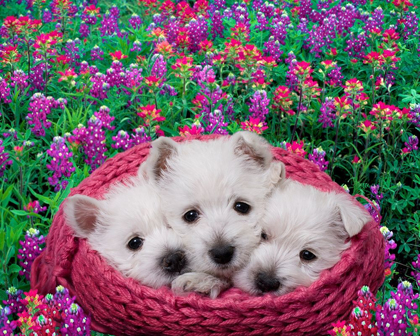 Picture of WEST HIGHLAND WHITE TERRIER PUPPIES IN BASKET