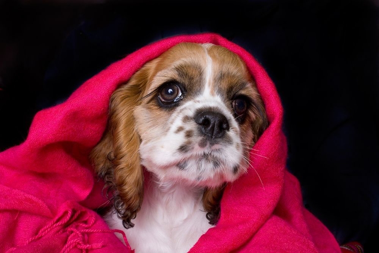 Picture of COCKER SPANIEL PUPPY COVERED WITH BLANKET