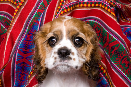 Picture of COCKER SPANIEL PUPPY AND COLORFUL FABRIC