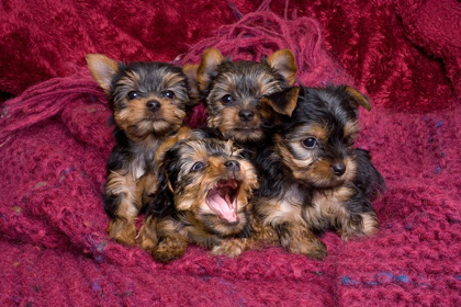 Picture of CLOSE-UP OF YORKSHIRE TERRIER PUPPIES ON BLANKET