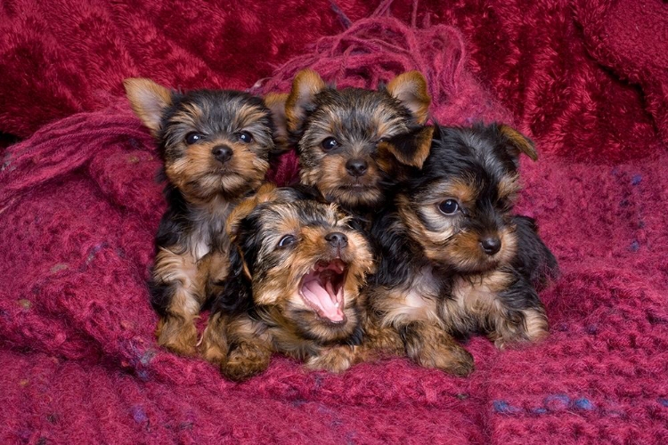 Picture of CLOSE-UP OF YORKSHIRE TERRIER PUPPIES ON BLANKET