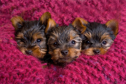 Picture of CLOSE-UP OF YORKSHIRE TERRIER PUPPIES ON BLANKET