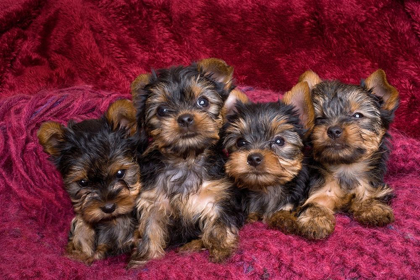 Picture of CLOSE-UP OF YORKSHIRE TERRIER PUPPIES ON BLANKET