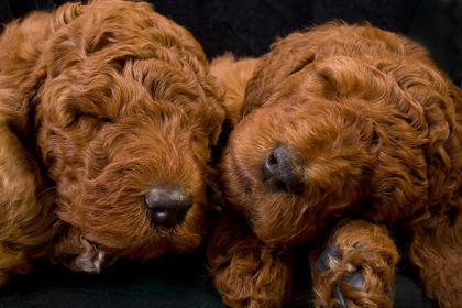 Picture of STANDARD POODLE PUPPIES SLEEPING