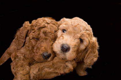 Picture of STANDARD POODLE PUPPIES CLOSE-UP