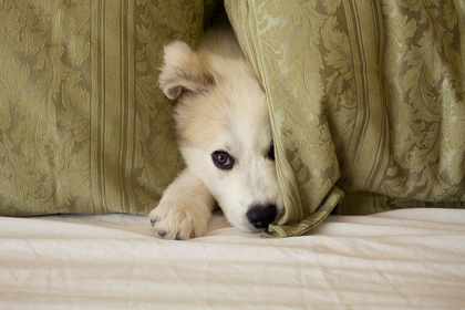 Picture of GREAT PYRENEES PUPPY HIDING BEHIND FABRIC