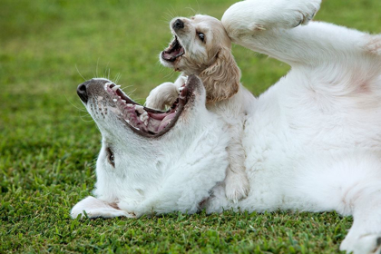 Picture of COCKER SPANIEL PUPPY AND GREAT PYRENEES DOGS PLAYING