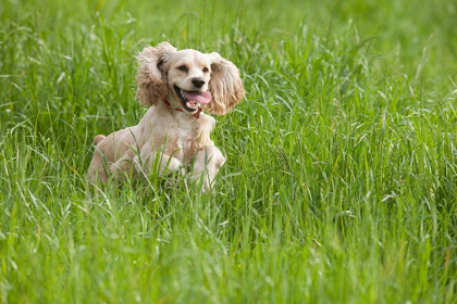 Picture of COCKER SPANIEL RUNNING IN TALL GRASS