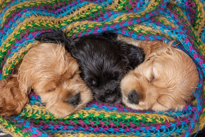 Picture of COCKER SPANIEL PUPPIES SLEEPING IN BLANKET