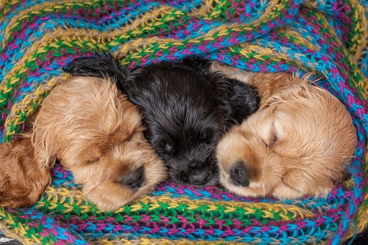 Picture of COCKER SPANIEL PUPPIES SLEEPING IN BLANKET