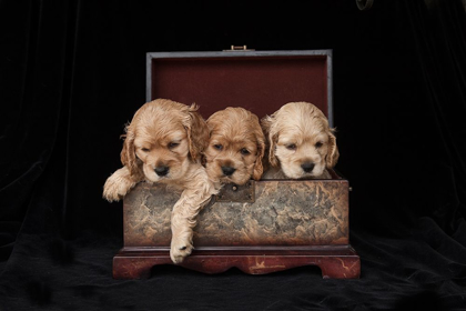 Picture of COCKER SPANIEL PUPPIES IN BOX
