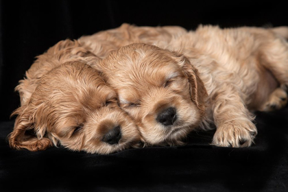 Picture of COCKER SPANIEL PUPPIES SLEEPING