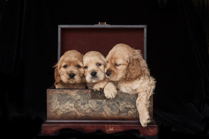 Picture of COCKER SPANIEL PUPPIES IN BOX