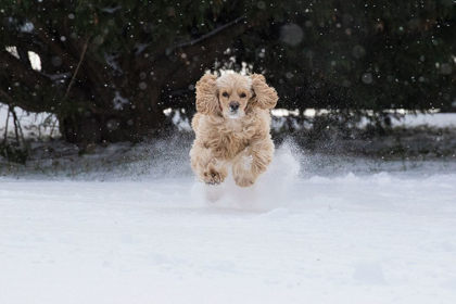 Picture of COCKER SPANIEL RUNNING IN SNOW