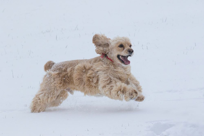 Picture of COCKER SPANIEL RUNNING IN SNOW