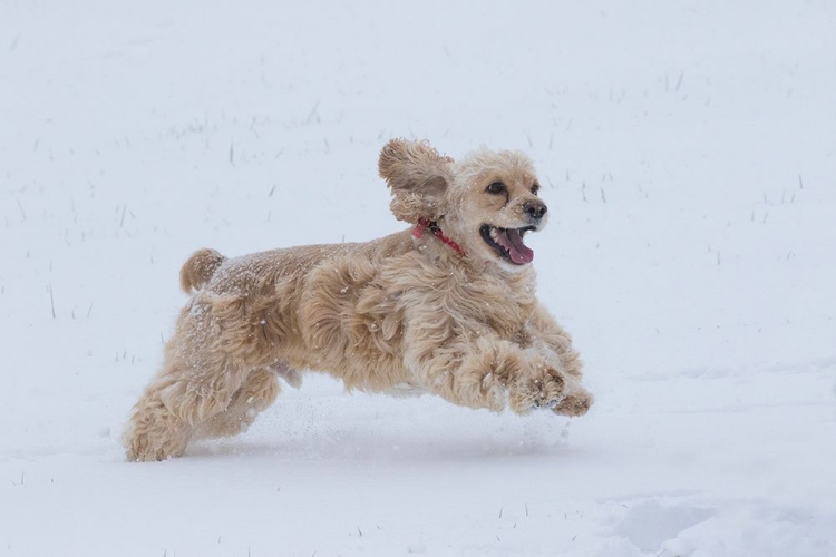 Picture of COCKER SPANIEL RUNNING IN SNOW