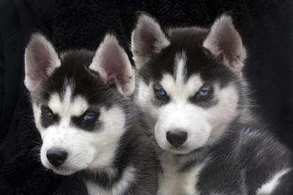 Picture of SIBERIAN HUSKY PUPPIES CLOSE-UP