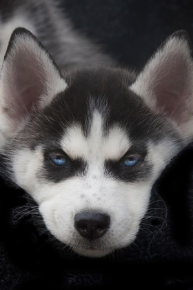 Picture of SIBERIAN HUSKY PUPPY CLOSE-UP