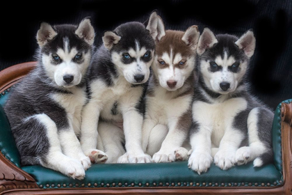 Picture of SIBERIAN HUSKY PUPPIES ON COUCH