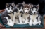 Picture of SIBERIAN HUSKY PUPPIES ON COUCH