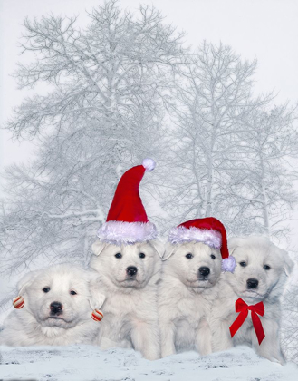 Picture of GREAT PYRENEES PUPPIES WITH CHRISTMAS DECORATIONS