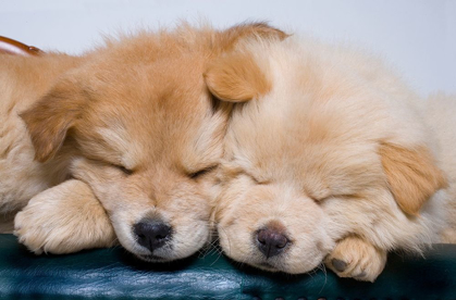 Picture of CLOSE-UP OF TWO CHOW PUPPIES SLEEPING