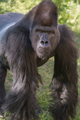 Picture of PORTRAIT OF CRITICALLY ENDANGERED WESTERN LOWLAND GORILLA