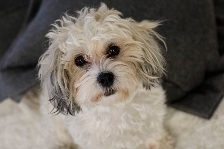 Picture of CUTE WHITE DOG-TERRIER