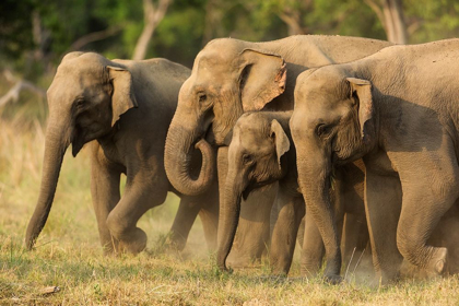 Picture of ASIAN ELEPHANTS-SMALL HERD-CORBETT NATIONAL PARK-INDIA