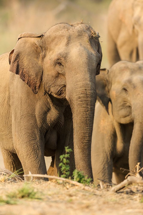 Picture of ASIAN ELEPHANT (FEMALE)-CORBETT NATIONAL PARK-INDIA