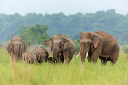 Picture of ASIAN ELEPHANT FAMILY-CORBETT NATIONAL PARK-INDIA
