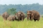 Picture of ASIAN ELEPHANT FAMILY-CORBETT NATIONAL PARK-INDIA
