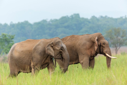 Picture of ASIAN ELEPHANT PAIR-CORBETT NATIONAL PARK-INDIA