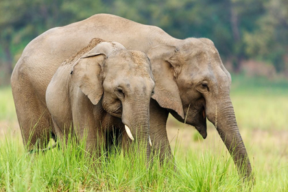 Picture of ASIAN ELEPHANTS-CORBETT NATIONAL PARK-INDIA