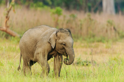 Picture of ASIAN ELEPHANT CALF CORBETT NATIONAL PARK-INDIA