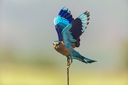 Picture of INDIAN ROLLER-CORBETT NATIONAL PARK-INDIA