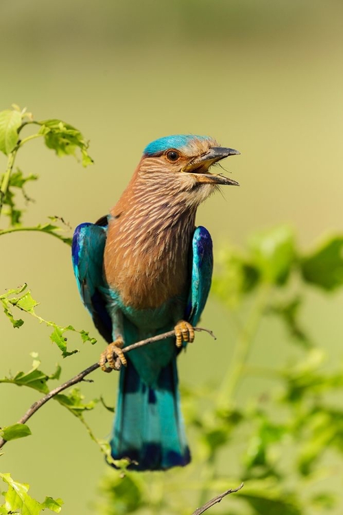 Picture of INDIAN ROLLER-CORBETT NATIONAL PARK-INDIA