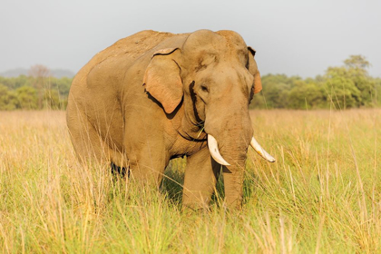 Picture of MUSTH TUSKER IN THE GRASSLAND-CORBETT NATIONAL PARK-INDIA