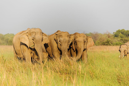 Picture of ASIAN ELEPHANTS IN THE MEADOWS-CORBETT NATIONAL PARK-INDIA