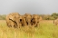Picture of ASIAN ELEPHANTS IN THE MEADOWS-CORBETT NATIONAL PARK-INDIA