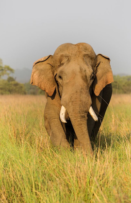 Picture of MUSTH ASIAN ELEPHANT IN THE GRASSLAND-CORBETT NATIONAL PARK-INDIA