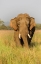 Picture of MUSTH ASIAN ELEPHANT IN THE GRASSLAND-CORBETT NATIONAL PARK-INDIA